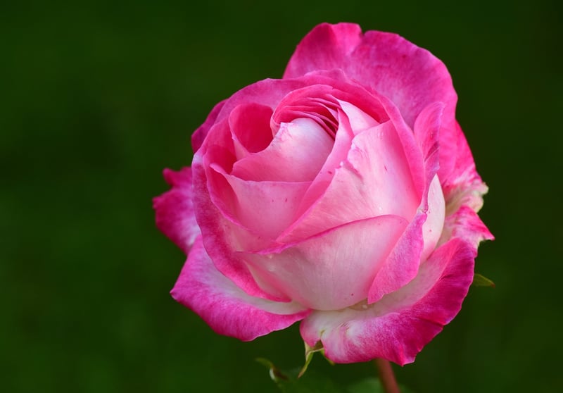 Vintage Rose